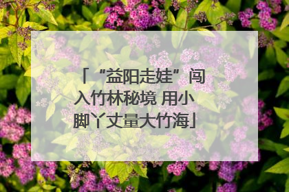 “益阳走娃”闯入竹林秘境 用小脚丫丈量大竹海