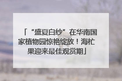 “盛夏白纱”在华南国家植物园惊艳绽放！海杧果迎来最佳观赏期