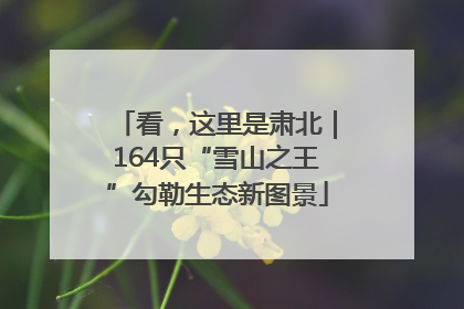 看，这里是肃北｜164只“雪山之王”勾勒生态新图景