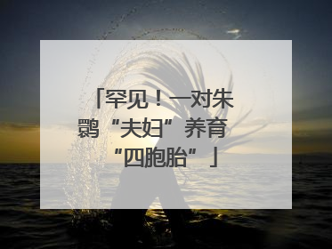 罕见！一对朱鹮“夫妇”养育“四胞胎”