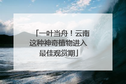 一叶当舟！云南这种神奇植物进入最佳观赏期