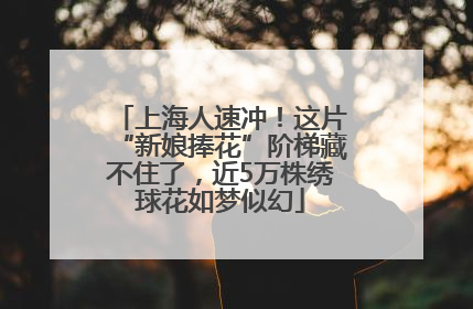上海人速冲！这片“新娘捧花”阶梯藏不住了，近5万株绣球花如梦似幻