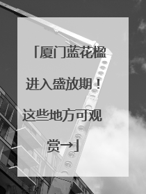 厦门蓝花楹进入盛放期！这些地方可观赏→