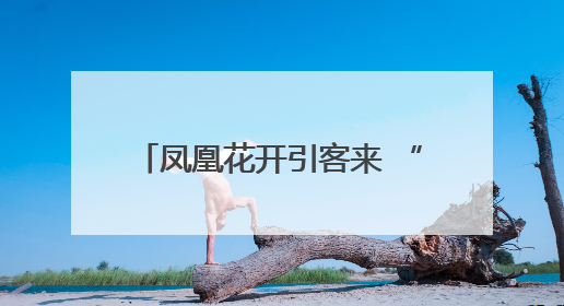 凤凰花开引客来 “赏花经济”别样红