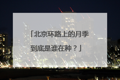 北京环路上的月季到底是谁在种？