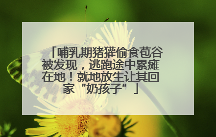 哺乳期猪獾偷食苞谷被发现，逃跑途中累瘫在地！就地放生让其回家“奶孩子”