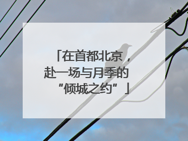 在首都北京，赴一场与月季的“倾城之约”
