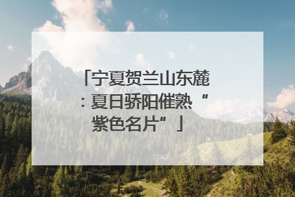宁夏贺兰山东麓：夏日骄阳催熟“紫色名片”