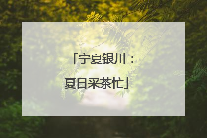 宁夏银川：夏日采茶忙
