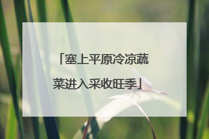 塞上平原冷凉蔬菜进入采收旺季