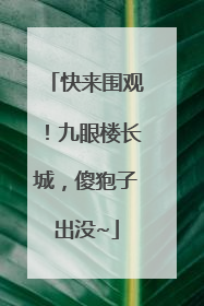 快来围观！九眼楼长城，傻狍子出没~