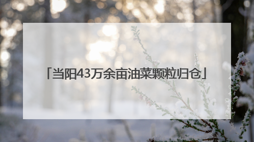 当阳43万余亩油菜颗粒归仓