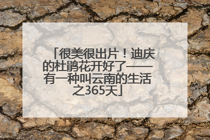 很美很出片！迪庆的杜鹃花开好了——有一种叫云南的生活之365天