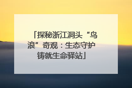 探秘浙江洞头“鸟浪”奇观：生态守护铸就生命驿站