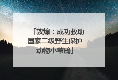 敦煌：成功救助国家二级野生保护动物小苇鳽