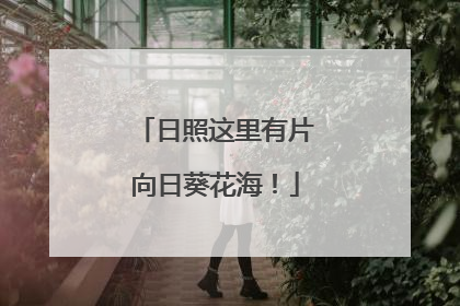 日照这里有片向日葵花海！