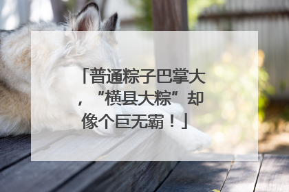 普通粽子巴掌大，“横县大粽”却像个巨无霸！