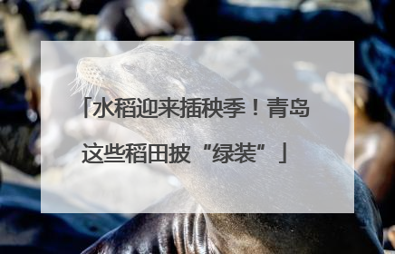 水稻迎来插秧季！青岛这些稻田披“绿装”