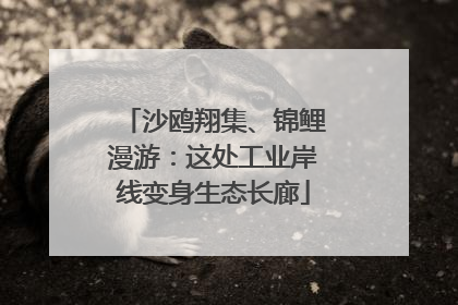 沙鸥翔集、锦鲤漫游：这处工业岸线变身生态长廊