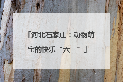 河北石家庄：动物萌宝的快乐“六一”