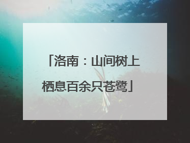 洛南：山间树上栖息百余只苍鹭