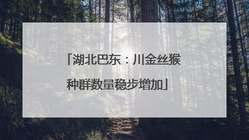 湖北巴东：川金丝猴种群数量稳步增加