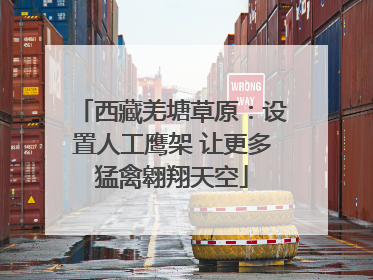 西藏羌塘草原：设置人工鹰架 让更多猛禽翱翔天空