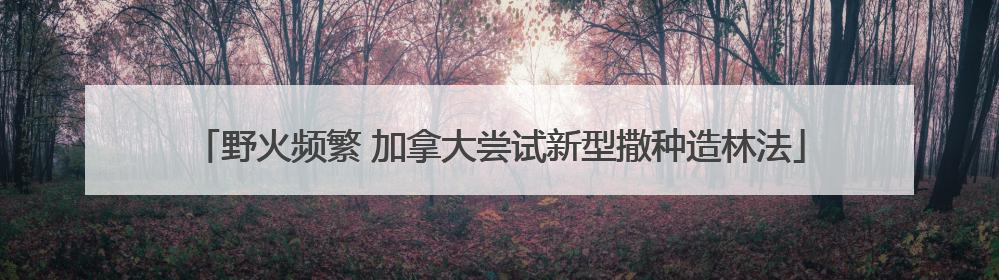 野火频繁 加拿大尝试新型撒种造林法