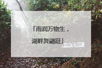 雨润万物生，湖畔舞翩跹