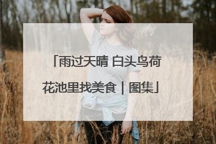 雨过天晴 白头鸟荷花池里找美食｜图集