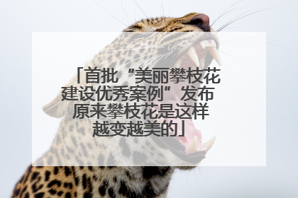 首批“美丽攀枝花建设优秀案例”发布 原来攀枝花是这样越变越美的
