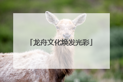 龙舟文化焕发光彩