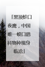 黑顶蛙口夜鹰，中国唯一蟆口鸱科物种现身临沧
