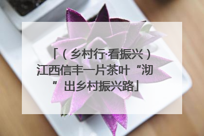 （乡村行·看振兴）江西信丰一片茶叶“沏”出乡村振兴路